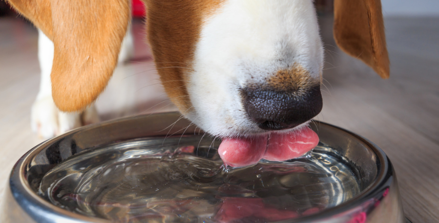 clanek 7 - pece 2026 4